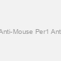 Rabbit Anti-Mouse Per1 Antiserum #1
